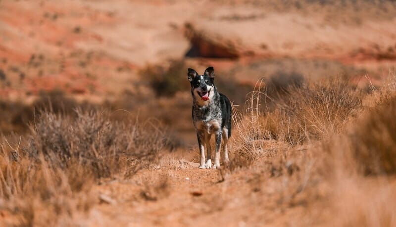 dog friendly hikes southern utah